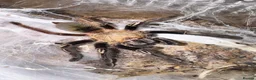 Tarantulas invertebrates for sale: Tarantula Collection For Sale in Stockton-on-Tees - Advert 6