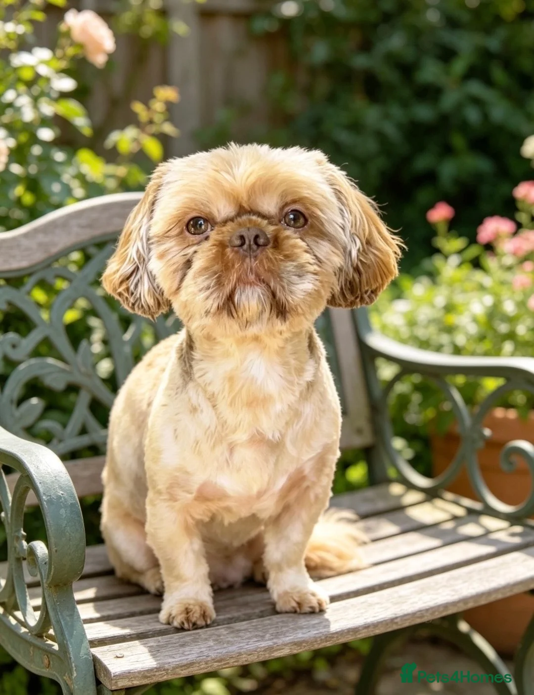 Shih Tzu dogs for stud: 🌟HEALTH TESTED MED/SMALL BREED STUD DOGS 🌟 - Advert 1