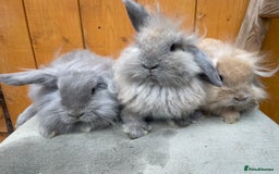 Mixed Breed rabbits for sale: Mini Lop x Lionheads Ready Now - Image 2