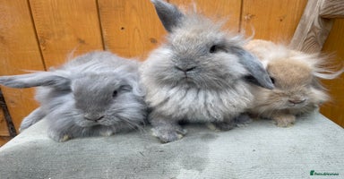 Mixed Breed rabbits - Advert 3