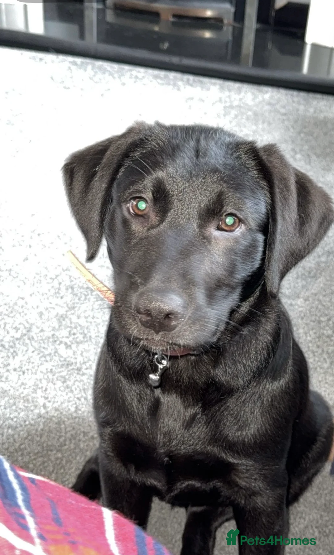 Mixed Breed dogs for sale: Molly - Advert 2