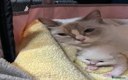 Ragdoll cats for sale: Gorgeous GCCF Ragdoll kittens - Image 5