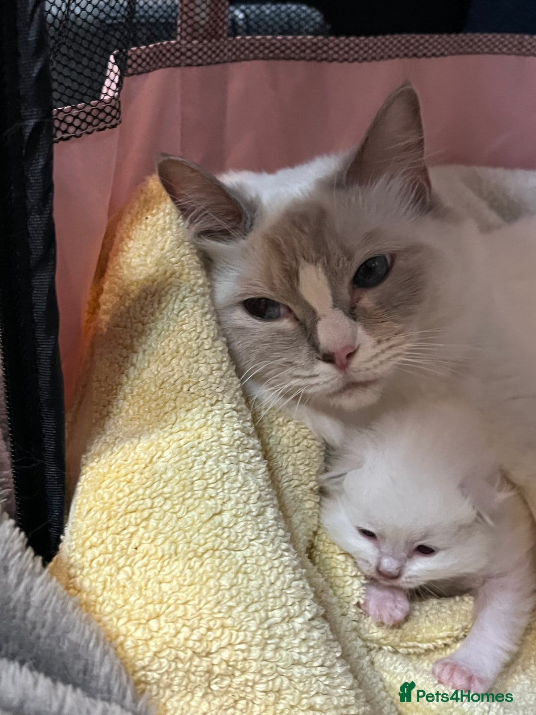 Ragdoll cats for sale: Gorgeous GCCF Ragdoll kittens - Image 5