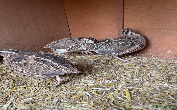 Quail poultry in Leighton Buzzard - Advert 1