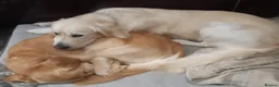 Golden Retriever dogs for stud: Available for stud - Advert 17
