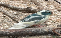 Mixed Breed birds for sale: Young stunning Kakariki’s  - Image 2