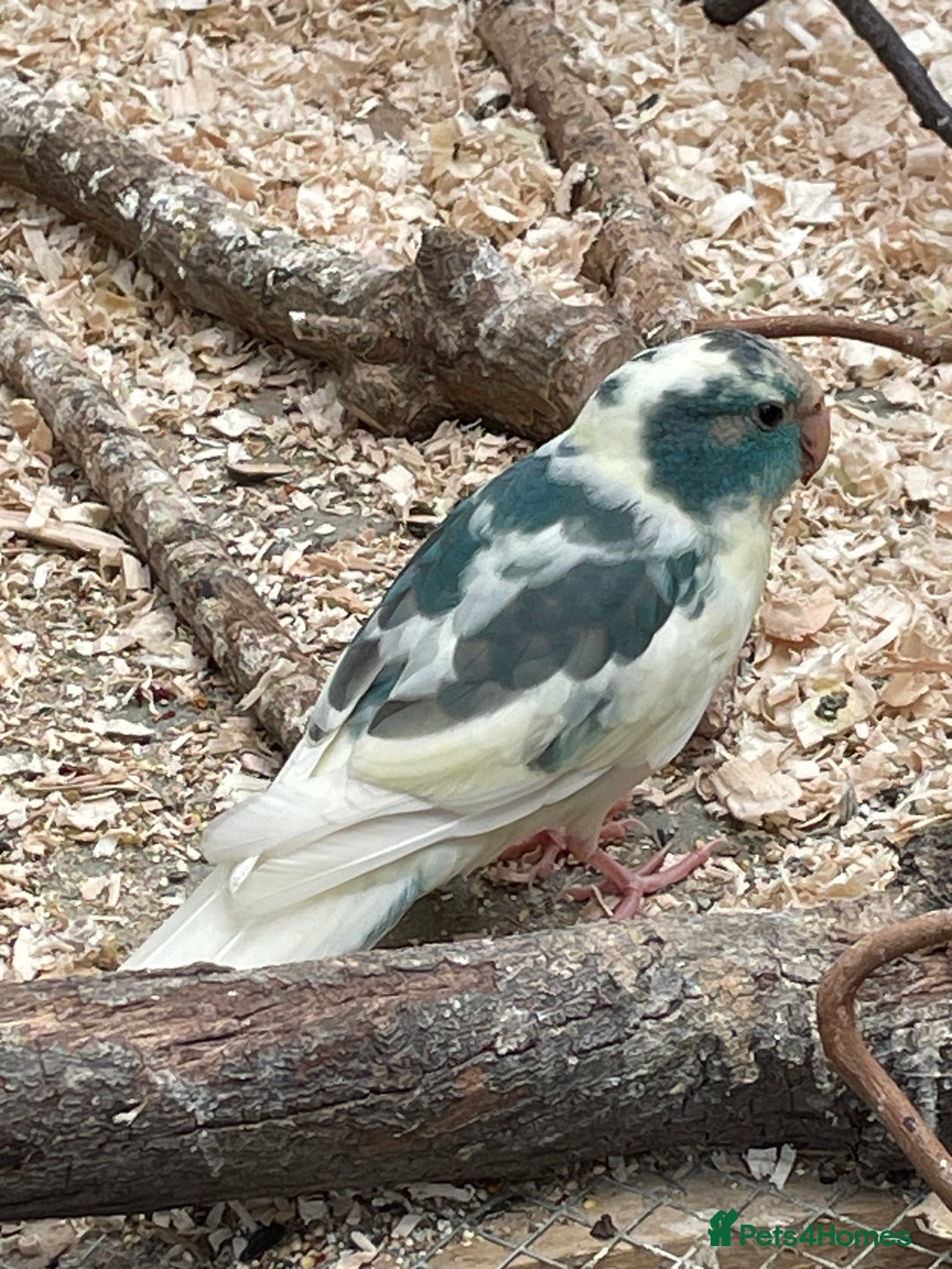 Mixed Breed birds for sale: Young stunning Kakariki’s  - Image 2