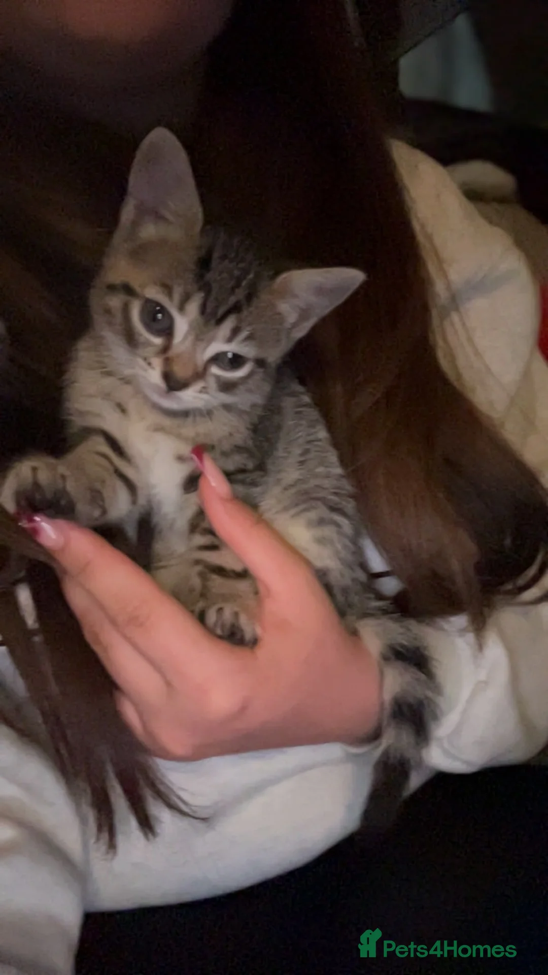 Bengal cats for sale: Bengal kittens in Macclesfield - Advert 2