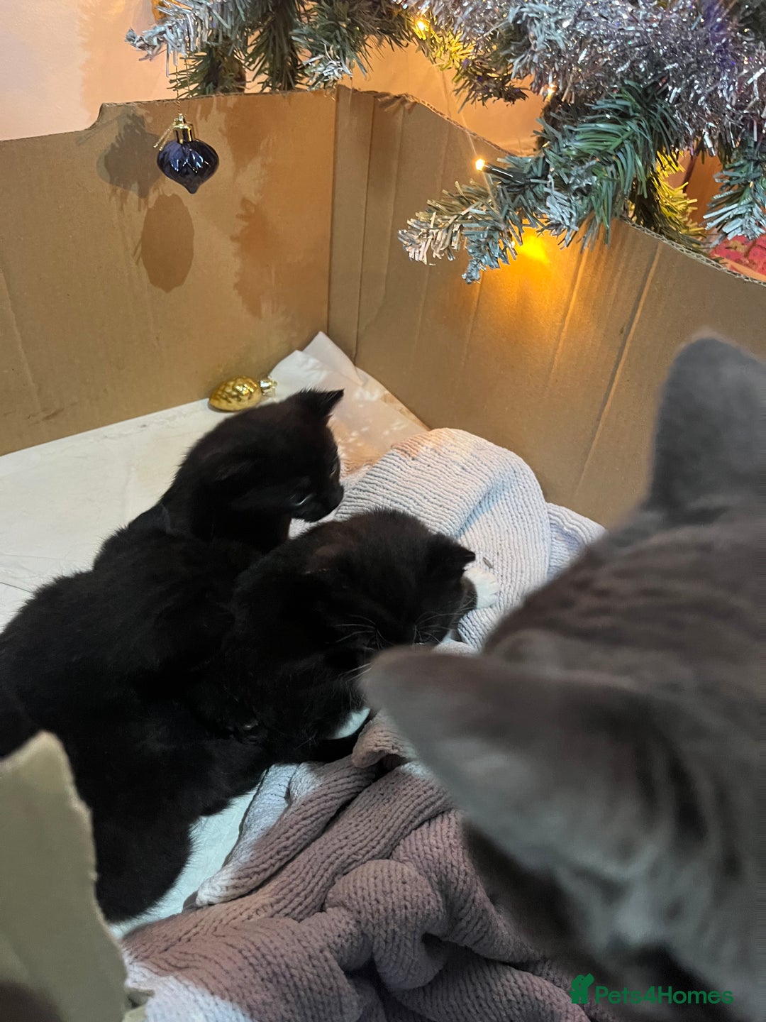 Mixed Breed cats for sale: Kittens for sale/ NO TIME WAISTERS! - Advert 6