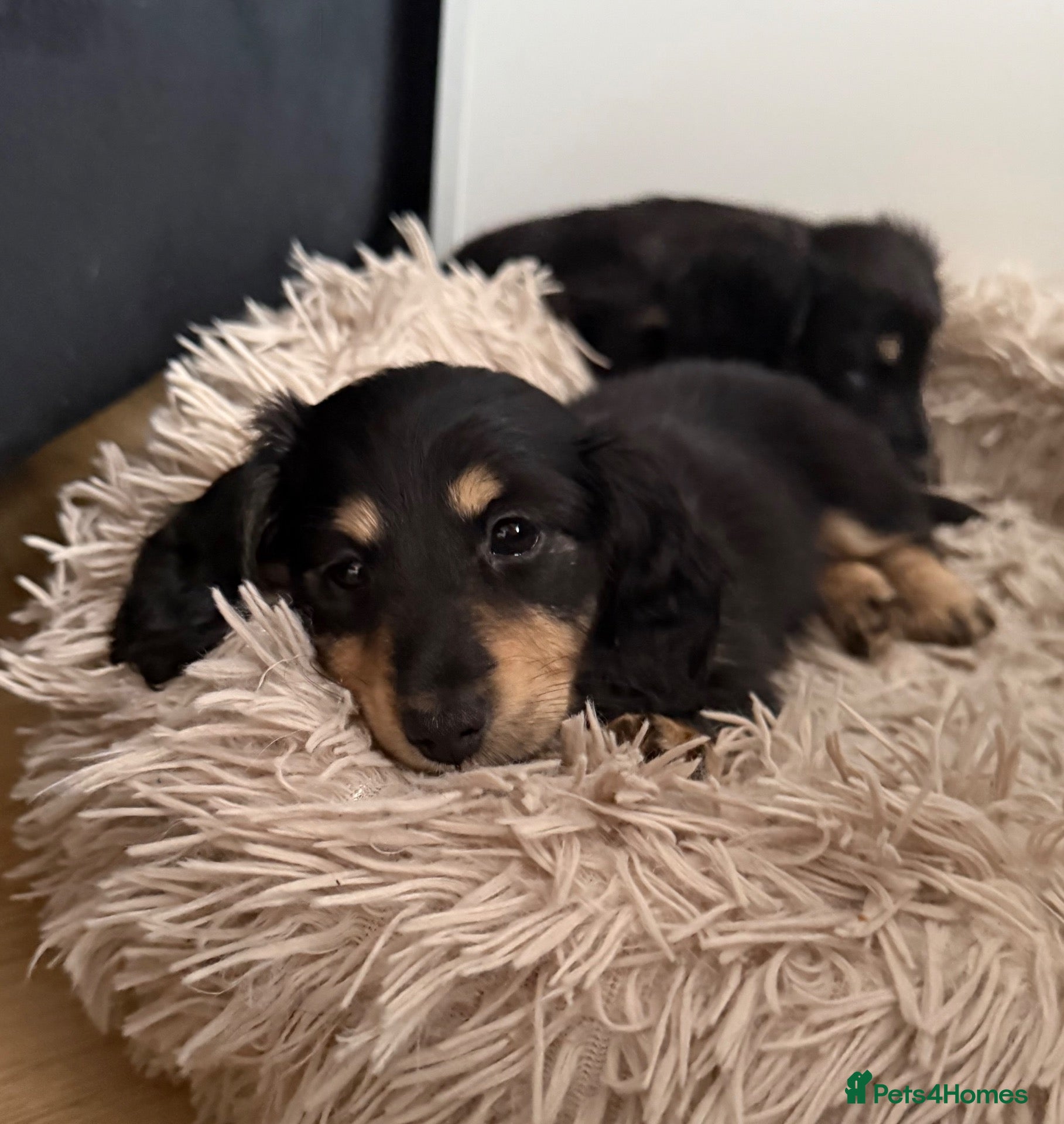 Miniature Dachshund dogs for sale: 1 black and cream long hair mini dachshunds - Advert 1
