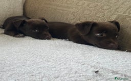 Jack Russell dogs for sale: Miniature Jack Russel’s - Image 16