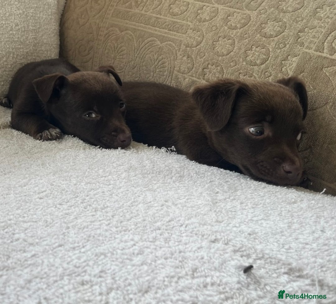 Jack Russell dogs for sale: Miniature Jack Russel’s - Image 16