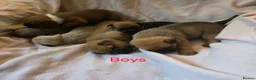 Mixed Breed dogs for sale: English Bull Chows in Basildon - Advert 9