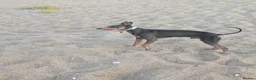 Italian Greyhound dogs for stud: KC registered Italian greyhound for stud - Advert 3