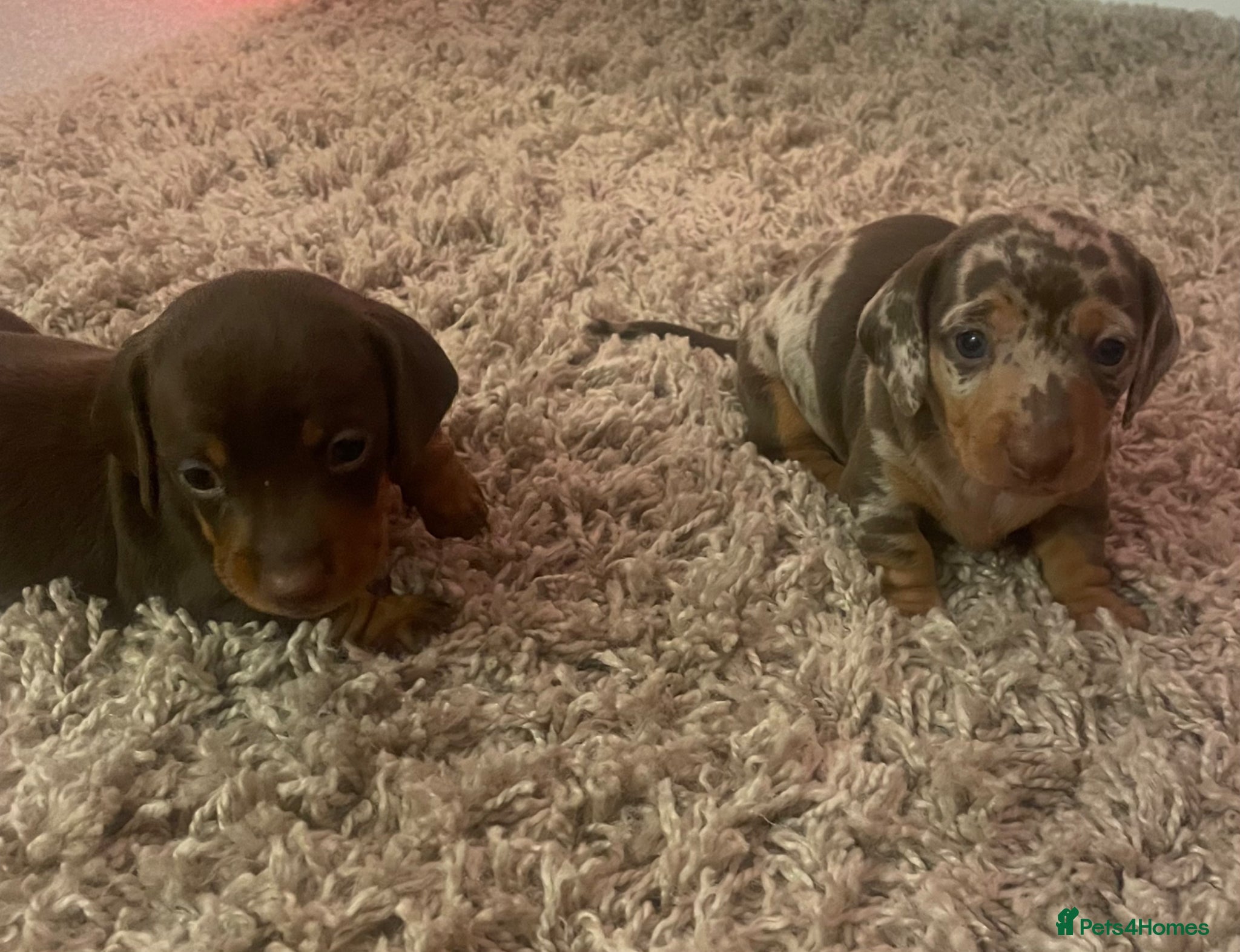 Miniature Dachshund dogs Miniature daschunds ready for 6th of may 🐶 🐾 ❤️ - Advert 1