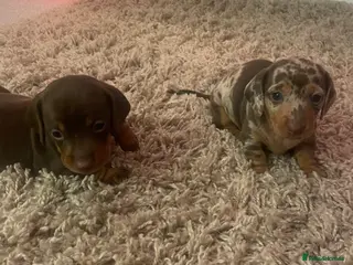 Miniature Dachshund dogs Miniature daschunds ready for 6th of may 🐶 🐾 ❤️ - Advert 1