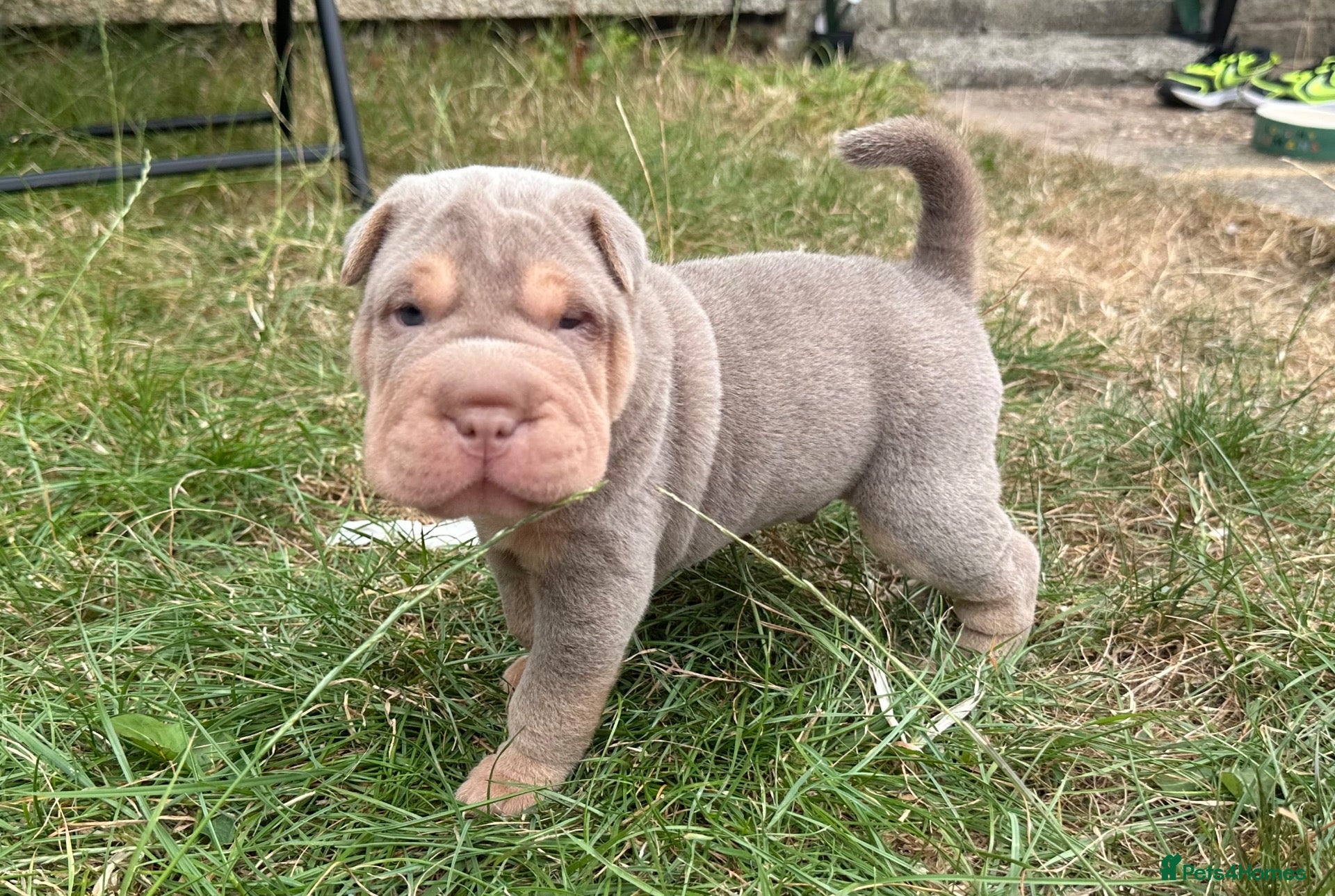 Shar Pei dogs QUALITY RARE 1 Girl lilac tan  puppy shar pei  - Advert 13