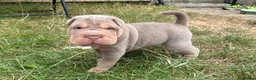 Shar Pei dogs for sale: QUALITY RARE lilac tan  puppy shar pei for sale  - Advert 17