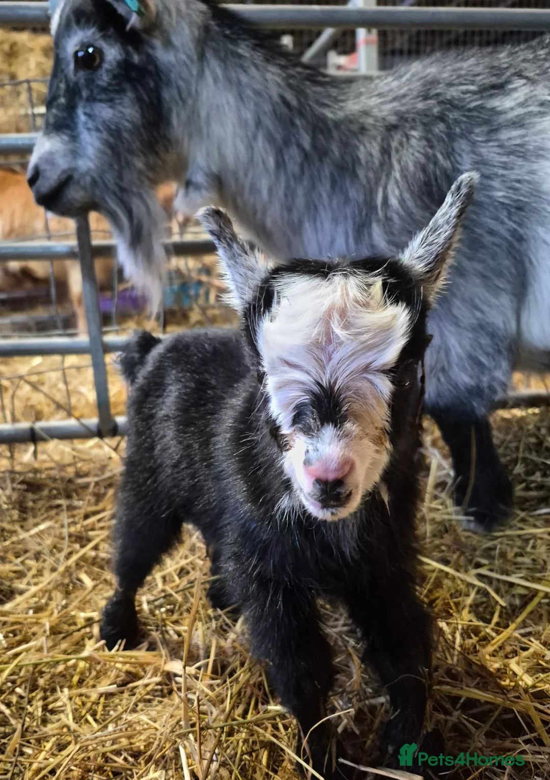 Goats livestock for sale: Stunning pygmy goat kids - Advert 13