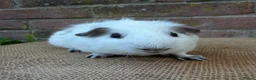 Guinea Pig rodents for sale: Handsome boars  - Advert 3
