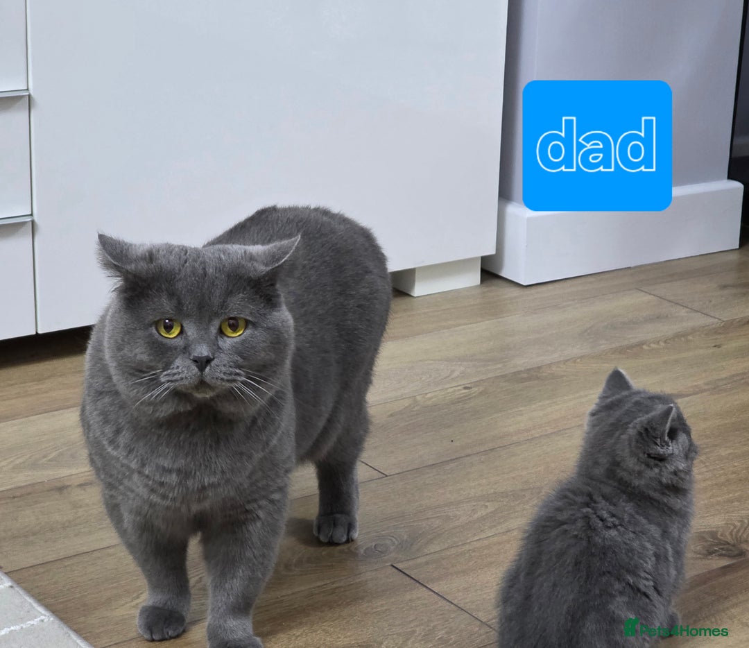 British Shorthair cats for sale: Wonderful british shorthair kitten - Advert 5