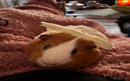 Guinea Pig rodents for sale: 2 Male Guinea Pigs - *Not Neutered* - Image 3
