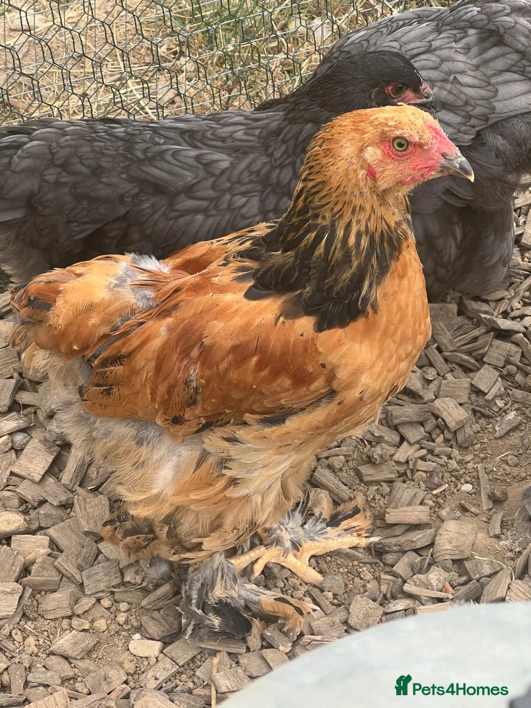Chickens poultry for sale: 2 x Brahma 11 week old roosters - Advert 2