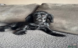 Cocker Spaniel dogs for sale: Cocker Spaniel Puppies - Image 1