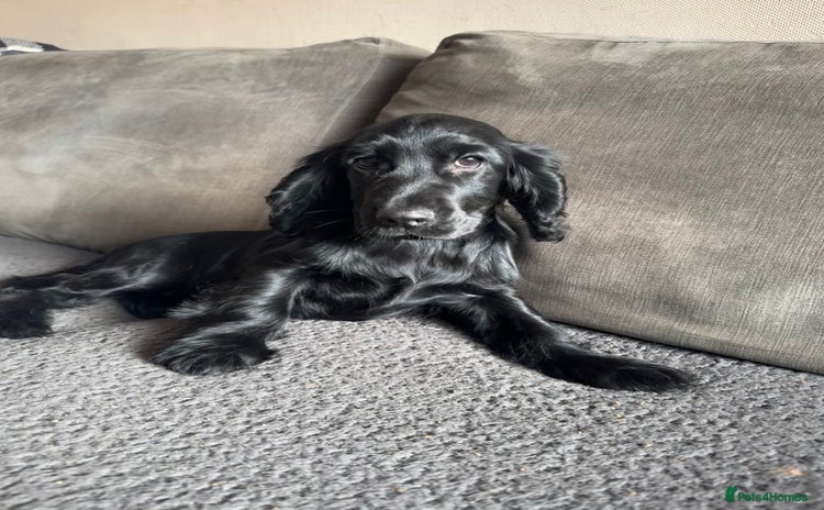 Cocker Spaniel dogs - Advert 1