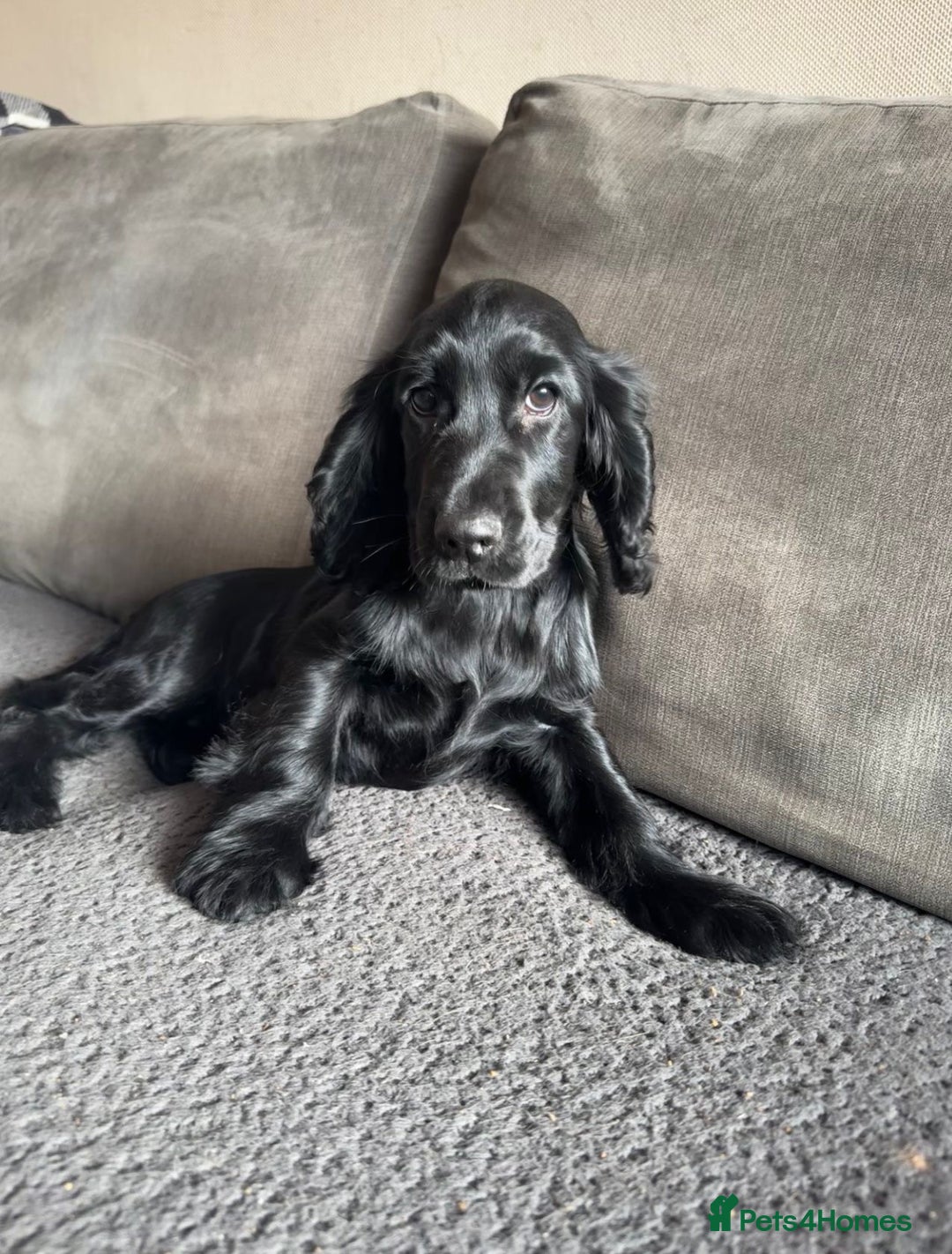 Cocker Spaniel dogs for sale: Cocker Spaniel Puppies - Image 1