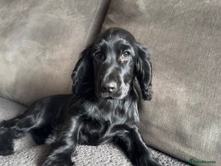 Cocker Spaniel dogs - Advert 5