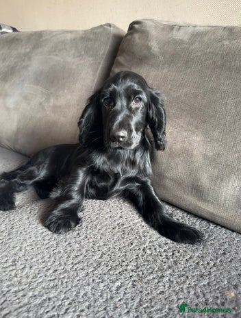 Cocker Spaniel dogs - Advert 4