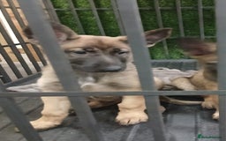 German Shepherd dogs for sale: GSD X MALI PUPS - Image 5