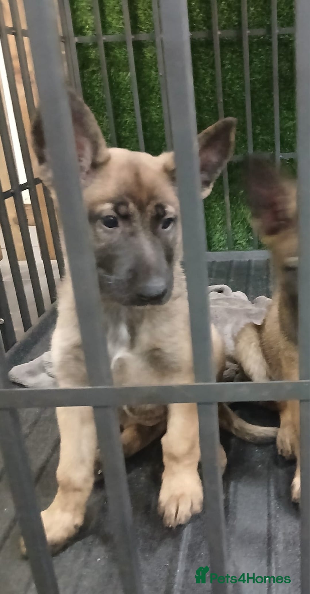 German Shepherd dogs for sale: GSD X MALI PUPS - Image 5