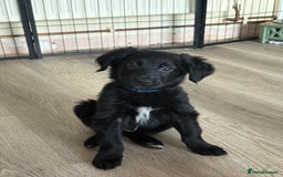 Mixed Breed dogs for sale: 5 Stunning Border Retrievers  - Image 21