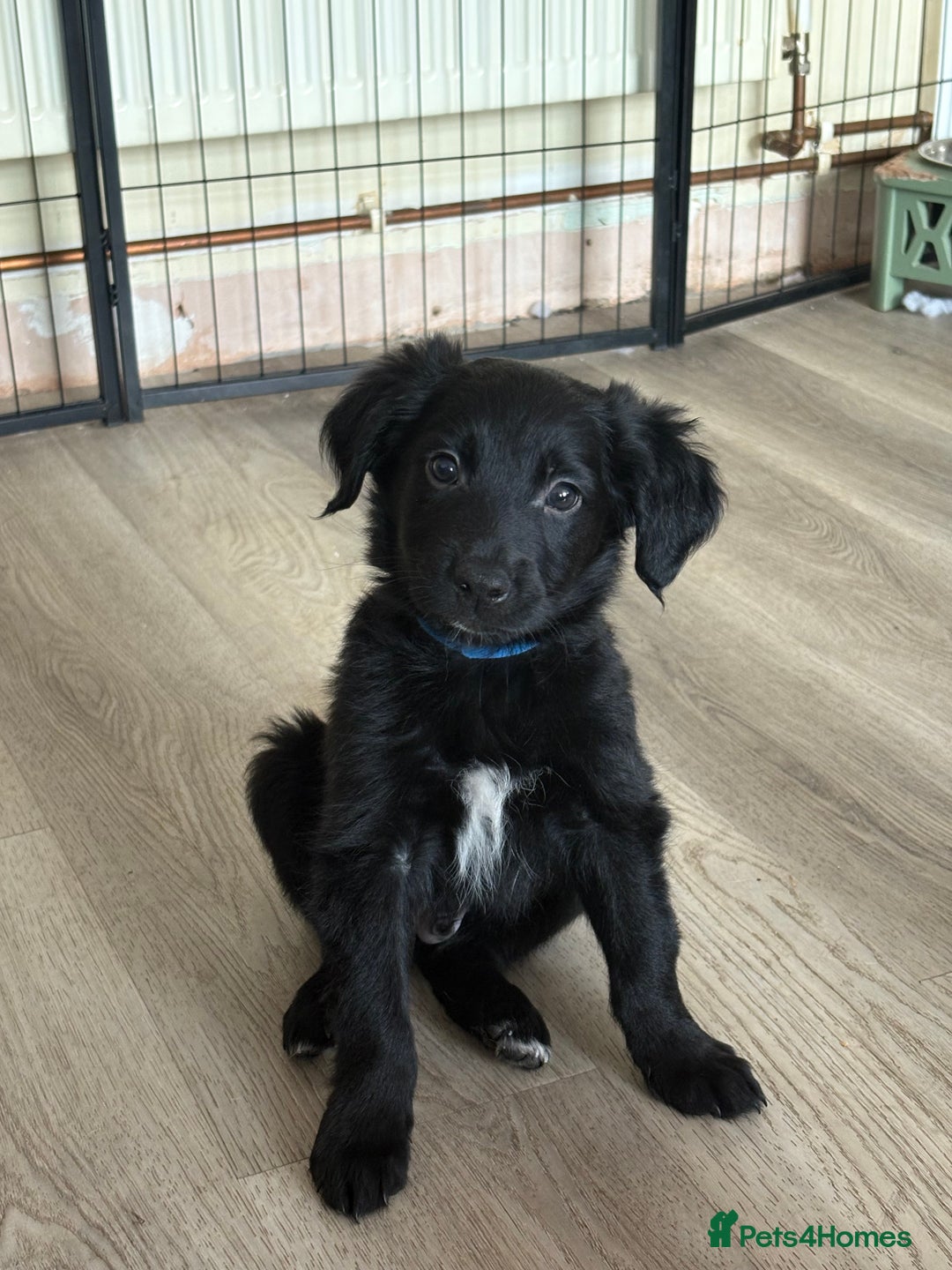 Mixed Breed dogs for sale: 5 Stunning Border Retrievers  - Image 21