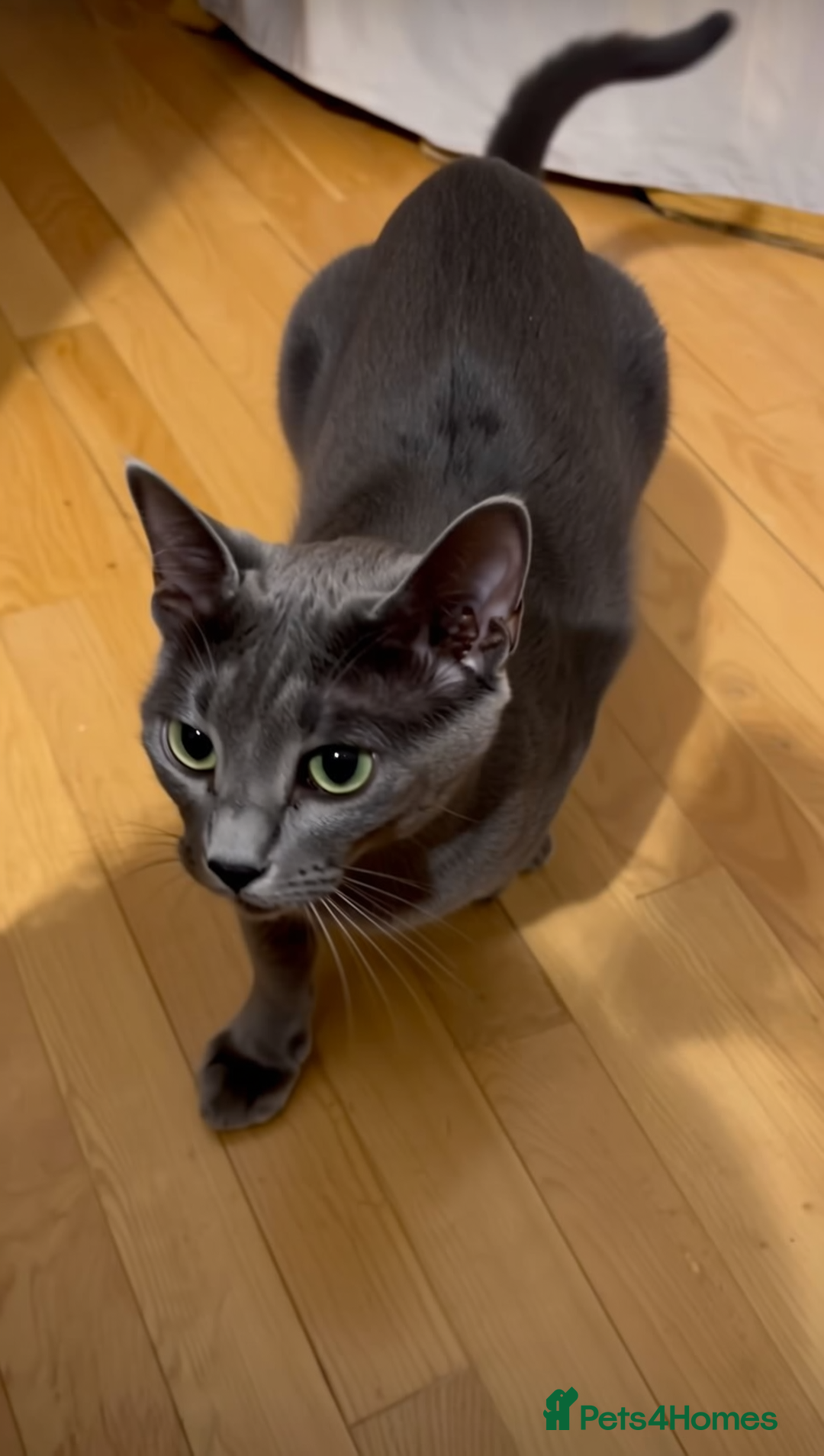 Domestic Shorthair cats for sale: Adorable Tabby - Advert 2