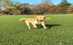 Labrador Retriever dogs for sale: Brockwell Gundogs  - Image 8