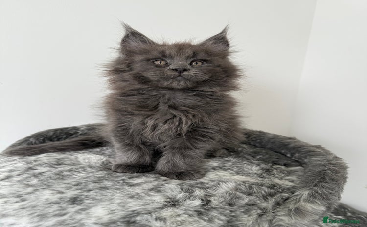 Maine Coon cats - Advert 9
