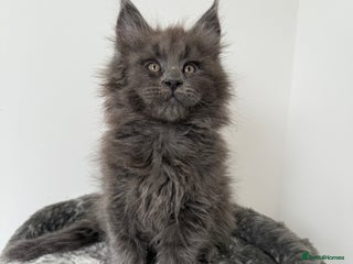 Maine Coon cats - Advert 2
