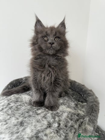 Maine Coon cats - Advert 8