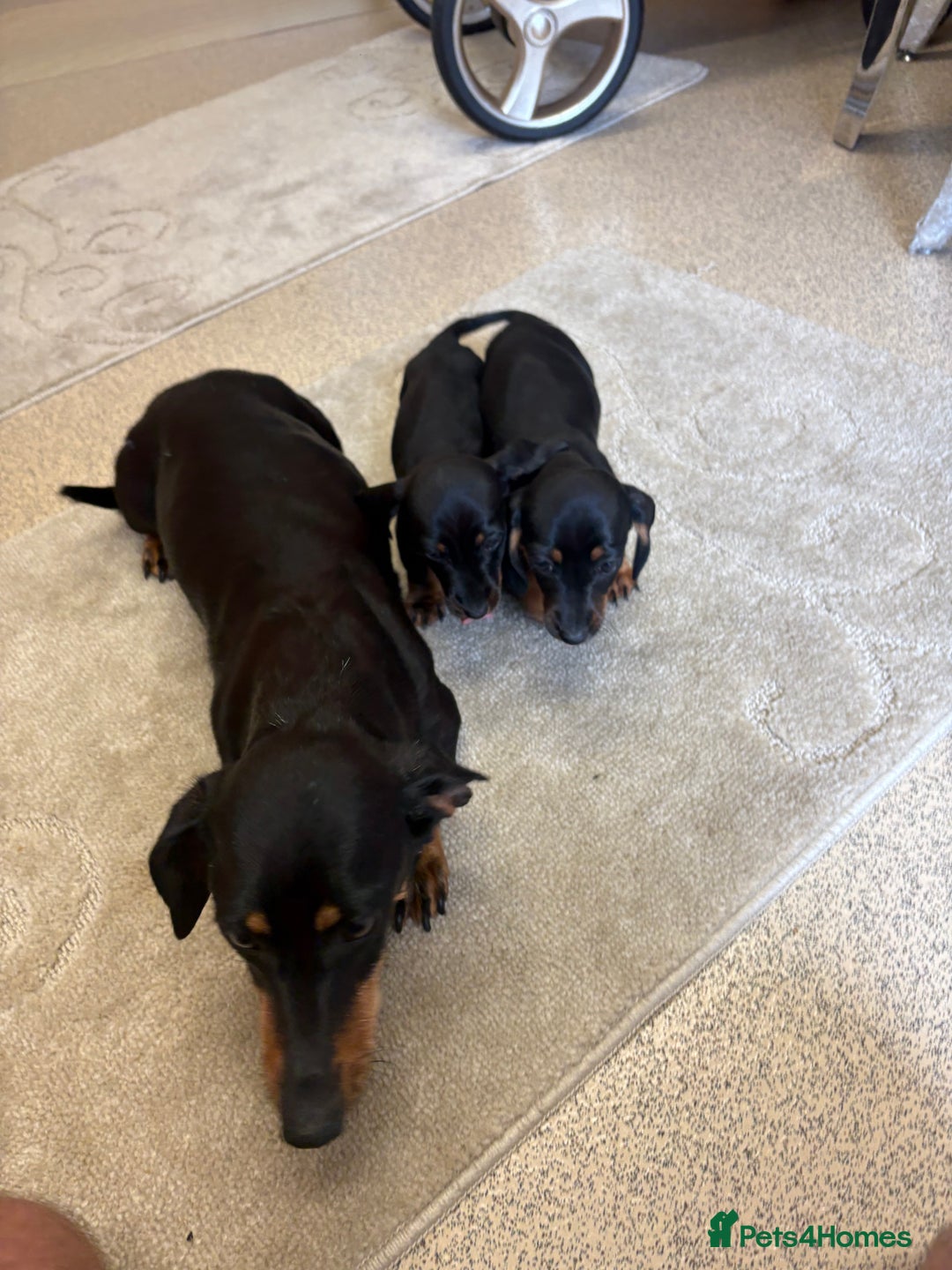 Dachshund dogs for sale: ❤️ Dashound ❤️  - Image 5