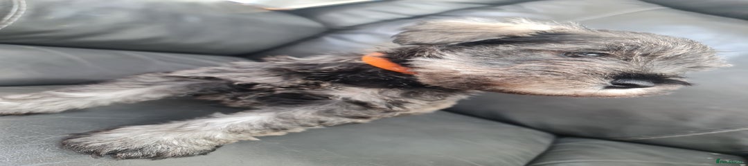 Miniature Schnauzer Pup: Blaze