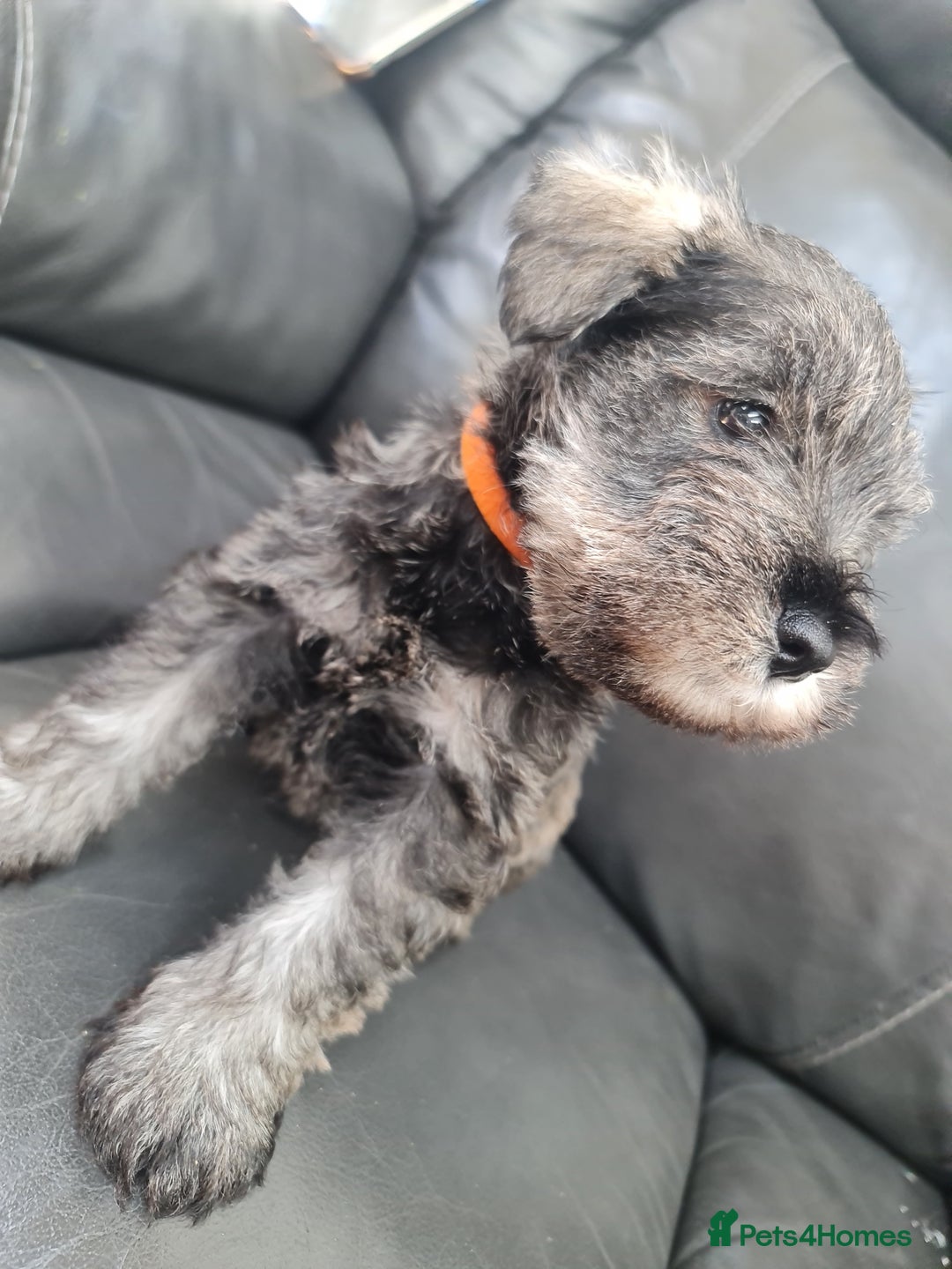 Miniature Schnauzer dogs for sale: Miniature Schnauzer Puppies KC Registered. 5M 2Fm - Image 4