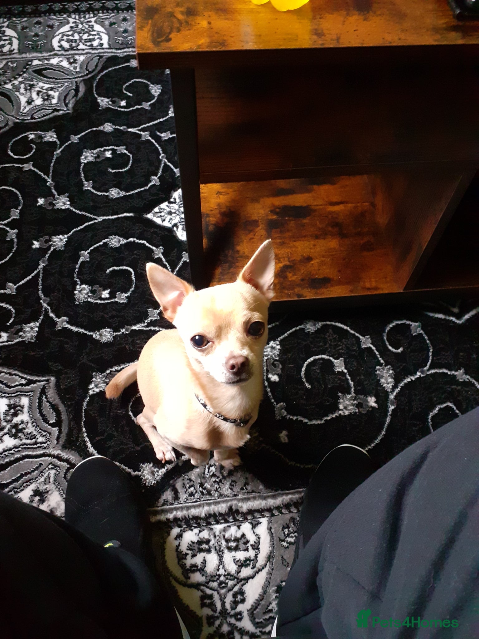 Chihuahua dogs Chihuahua  - Advert 8