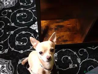 Chihuahua dogs Chihuahua - Advert 6