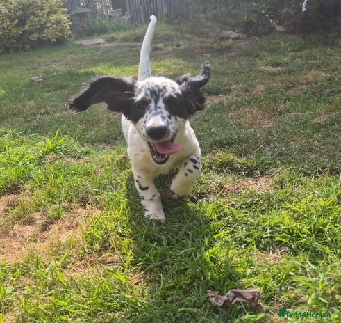 Mixed Breed dogs in Maidstone - Advert 6