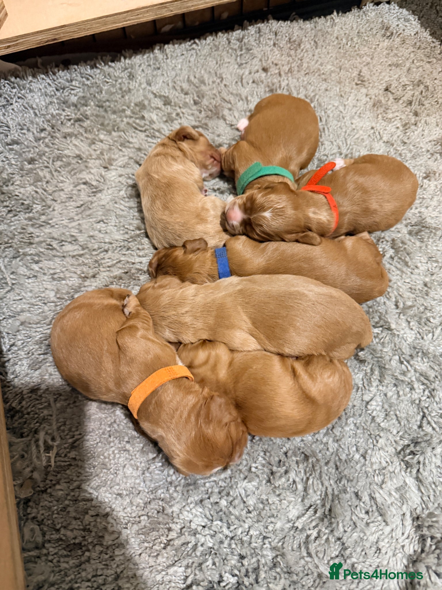 Cocker Spaniel dogs for sale: Working Cocker Pups- Exceptional pedigree  in Sandbach - Advert 9