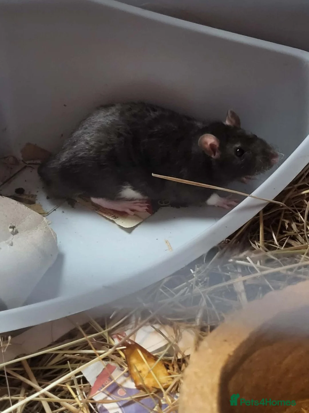 Rat rodents for sale: Male rats  - Advert 2