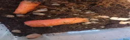 Snails invertebrates for sale: Giant African Land Snails in Paignton - Advert 1